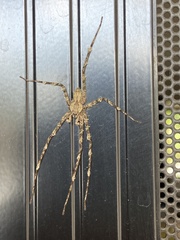 Pandercetes gracilis