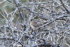 Junco hyemalis mearnsi