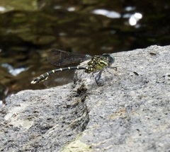 Hemigomphus theischingeri