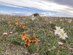 Calceolaria uniflora