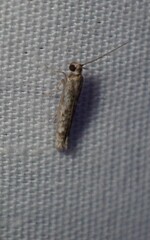 Cryptoblabes hemigypsa