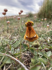 Calceolaria uniflora