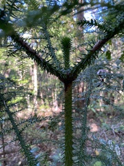 Araucaria