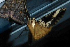 Pseudocoremia leucelaea