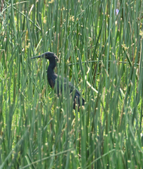 Egretta ardesiaca