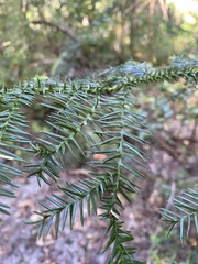 Araucaria