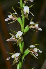 Prasophyllum odoratum
