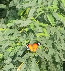 Danaus chrysippus