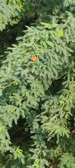Danaus chrysippus