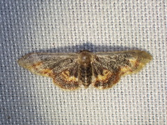 Idaea scintillularia