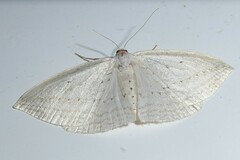 Orthoclydon praefectata