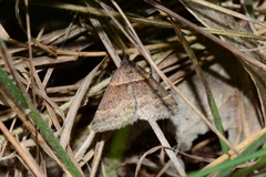 Dichromodes atrosignata