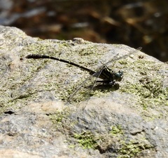 Hemigomphus theischingeri