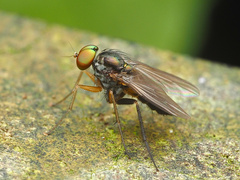Diaphorus