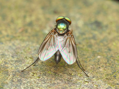 Diaphorus