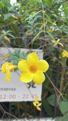 Allamanda cathartica