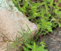 Ipomoea costellata
