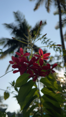 Combretum indicum