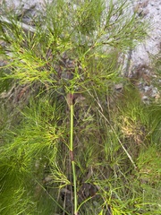 Caustis blakei