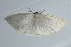 Orthoclydon praefectata