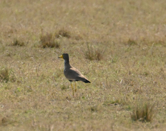 Vanellus senegallus
