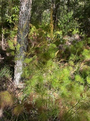 Caustis blakei