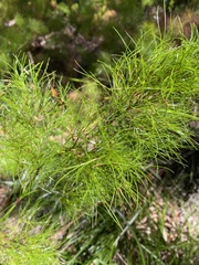 Caustis blakei