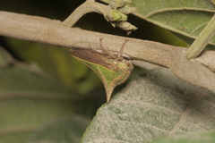 Membracidae