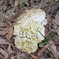 Laetiporus portentosus