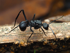 Polyrhachis abdominalis