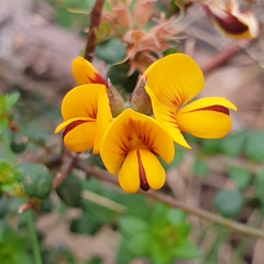 Pultenaea gunnii