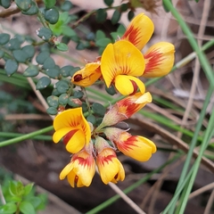 Pultenaea gunnii