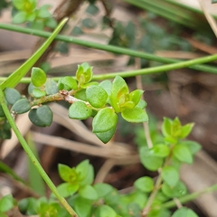 Pultenaea gunnii