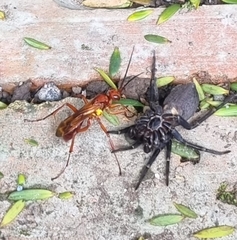 Sphictostethus nitidus