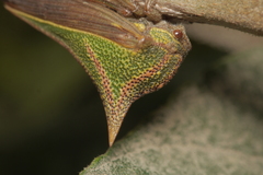 Membracidae