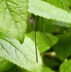 Pseudagrion ignifer