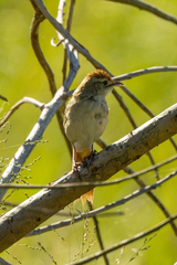 Cincloramphus timoriensis