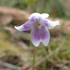 Viola hederacea