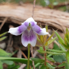 Viola hederacea