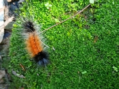 Spilosomina