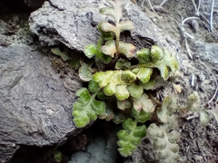 Asplenium subglandulosum