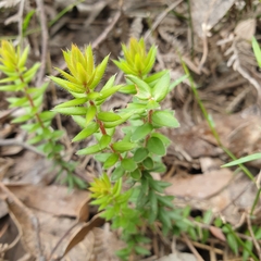 Acrotriche serrulata