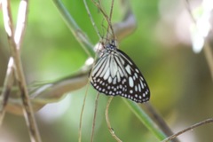 Ideopsis juventa