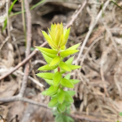 Acrotriche serrulata