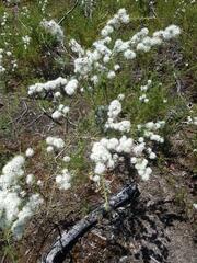 Kunzea ambigua