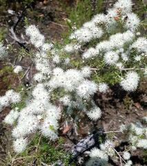 Kunzea ambigua
