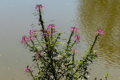 Cleome houtteana