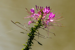 Cleome houtteana
