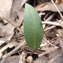 Cryptostylis leptochila