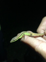 Takydromus sexlineatus
